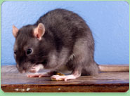 rat control Croxley Green