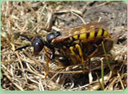 wasp control Croxley Green